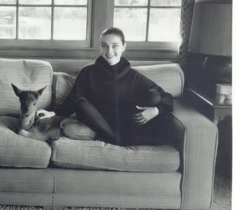 Audrey Hepburn and her fawn named Pippin