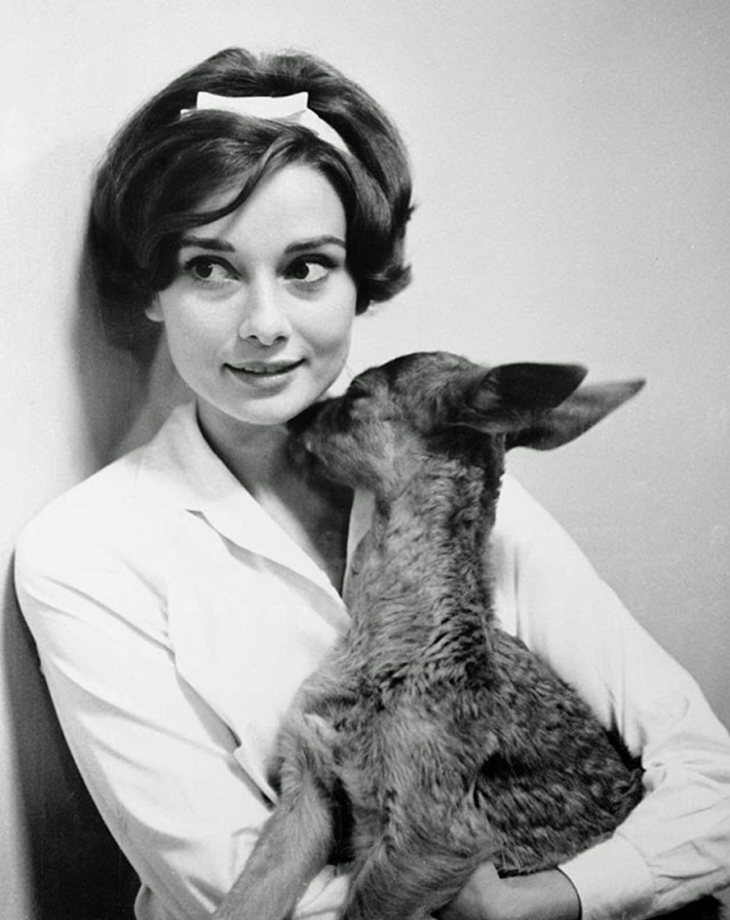 Audrey Hepburn y su cervatillo llamado Pippin