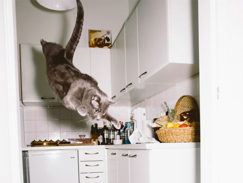 Austrian photographer shoots flying cats