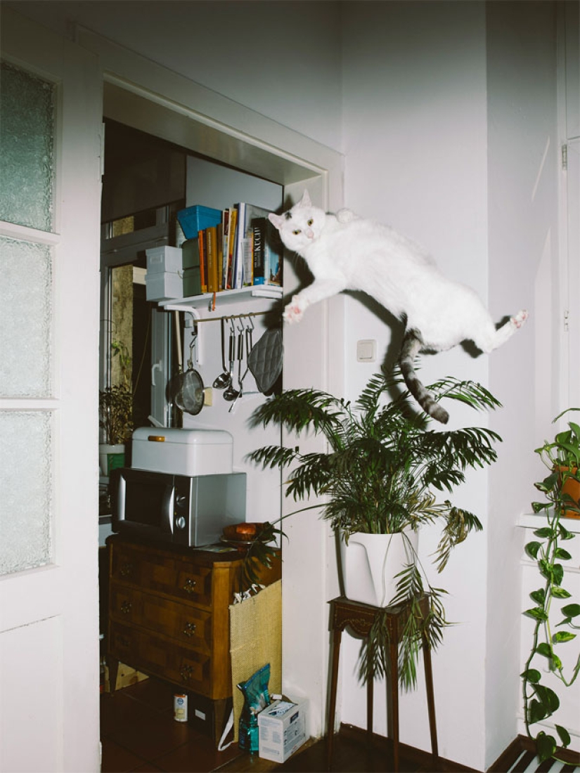 Austrian photographer shoots flying cats