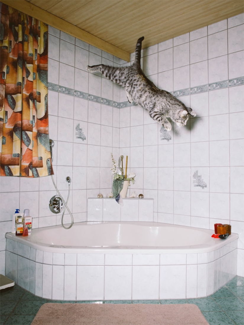 Austrian photographer shoots flying cats