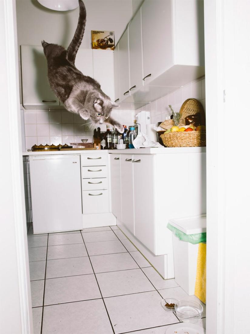 Austrian photographer shoots flying cats