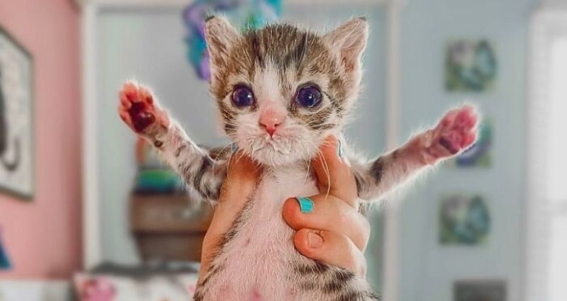 Ayofe the cat with paralyzed paws, who was lucky with the owners