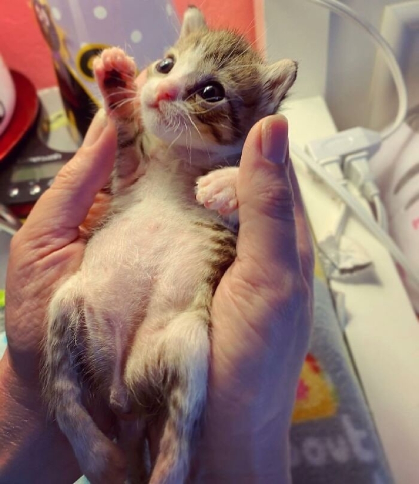 Ayofe the cat with paralyzed paws, who was lucky with the owners