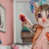 Ayofe the cat with paralyzed paws, who was lucky with the owners