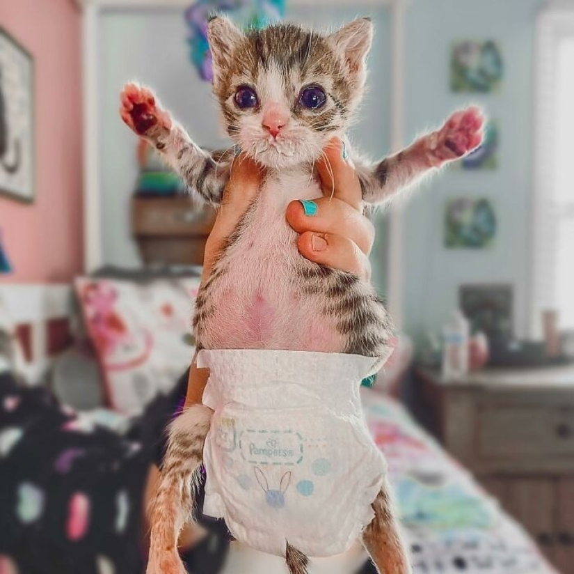 Ayofe the cat with paralyzed paws, who was lucky with the owners