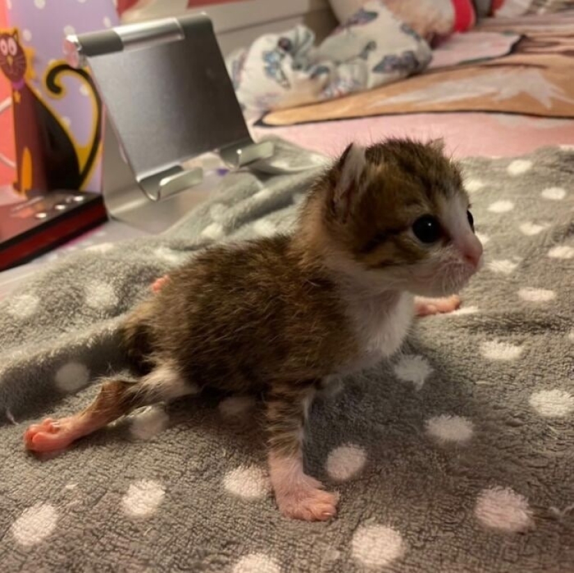 Ayofe the cat with paralyzed paws, who was lucky with the owners