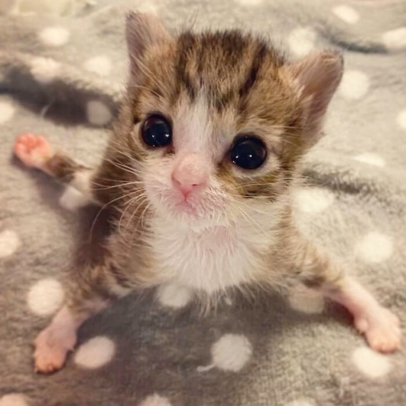 Ayofe the cat with paralyzed paws, who was lucky with the owners