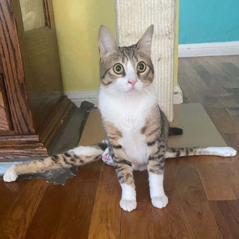 Ayofe the cat with paralyzed paws, who was lucky with the owners