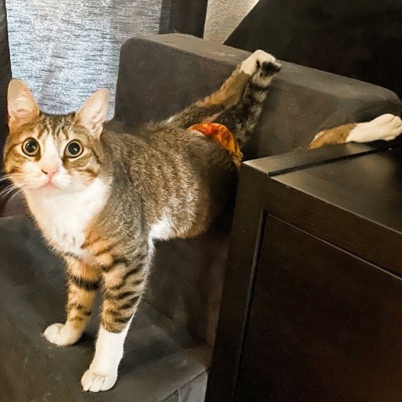 Ayofe the cat with paralyzed paws, who was lucky with the owners