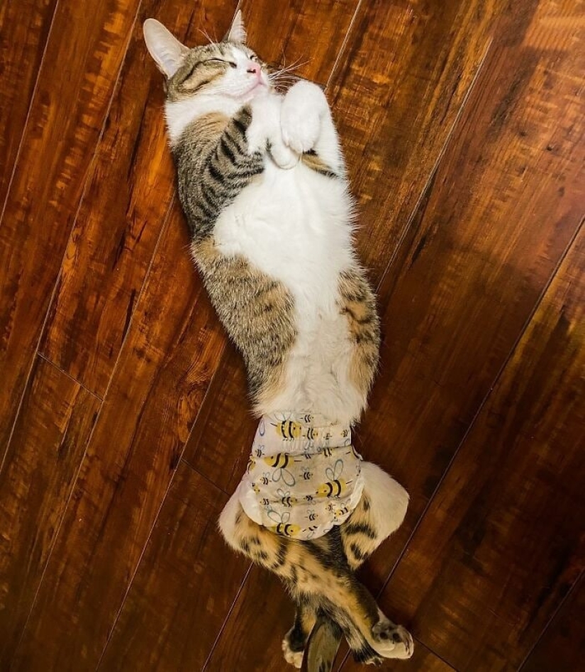 Ayofe the cat with paralyzed paws, who was lucky with the owners