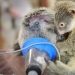 Baby koala did not leave his mother during the operation