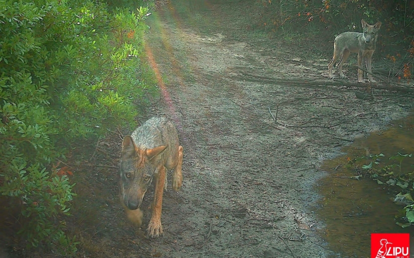 "Back to rule": wolves appeared in the vicinity of Rome for the first time in a hundred years