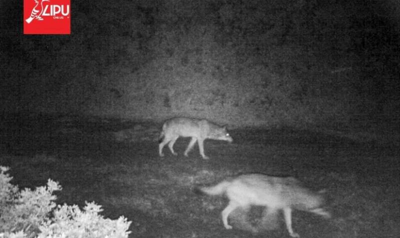 "Back to rule": wolves appeared in the vicinity of Rome for the first time in a hundred years