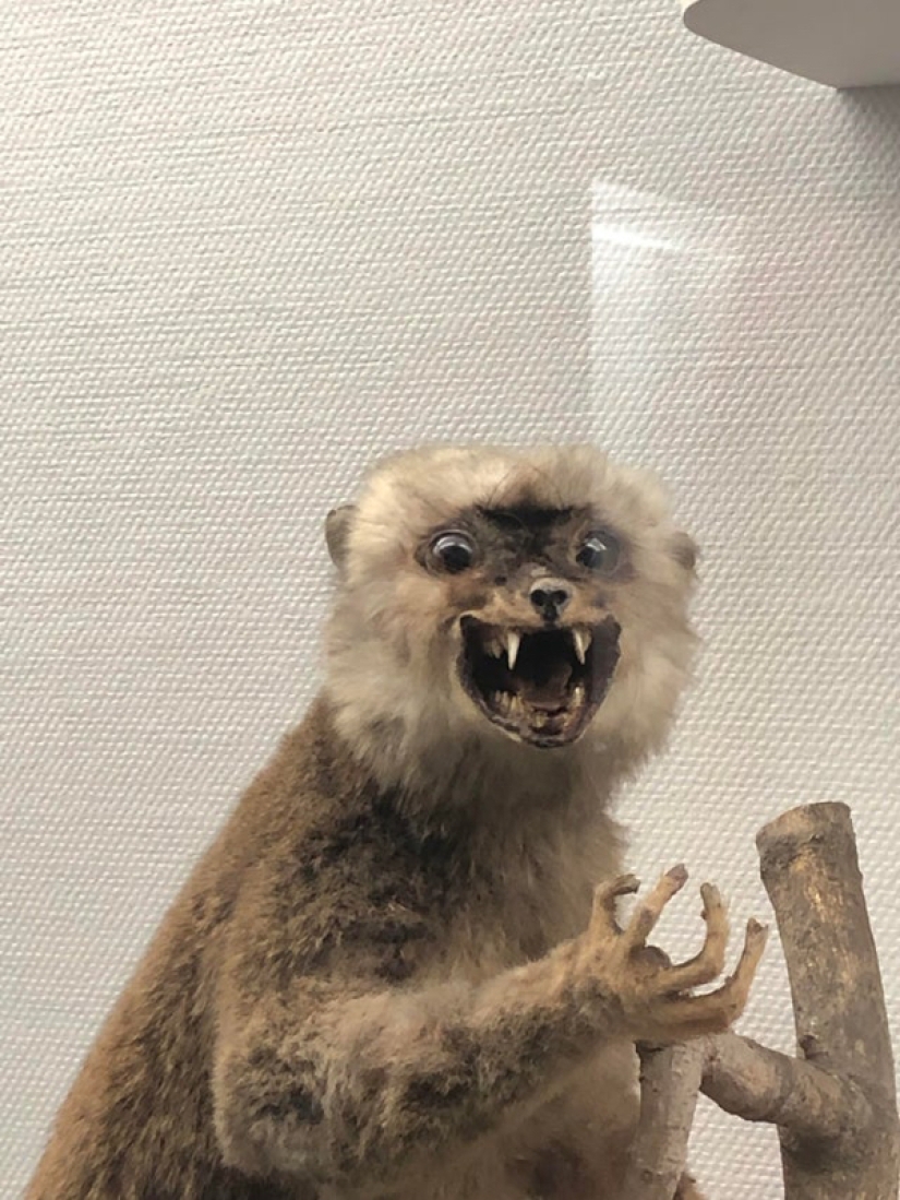 Bad taxidermy - as a separate art form