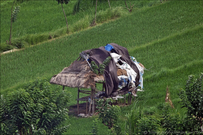 Balinese Rice fields