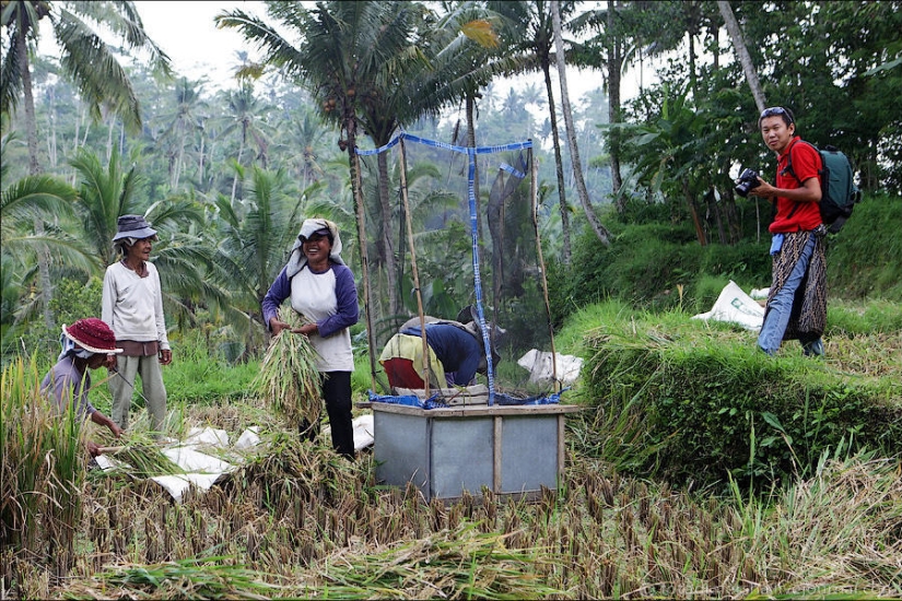 Balinese Rice fields