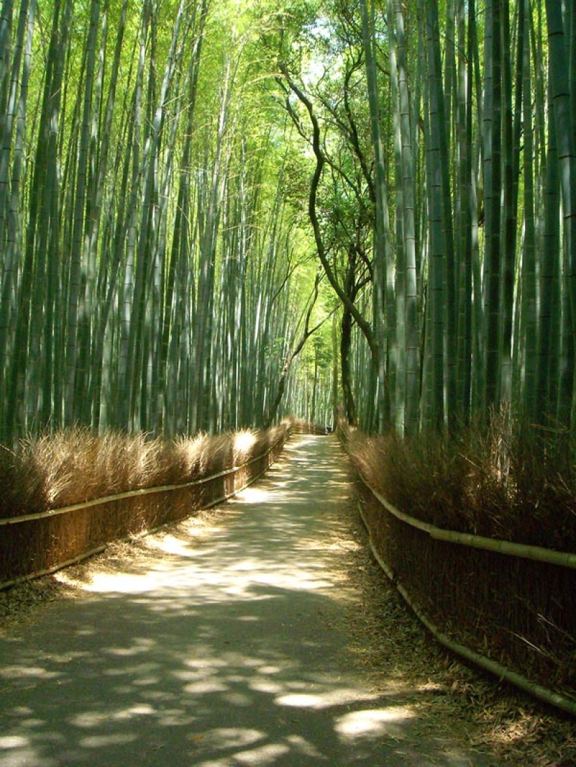 Bamboo corridor at the foot of the mountain in Kyoto