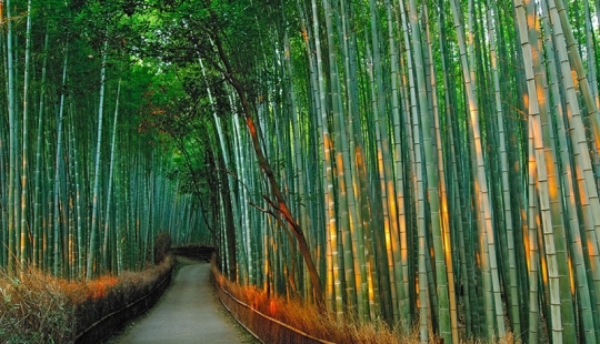 Bamboo corridor at the foot of the mountain in Kyoto