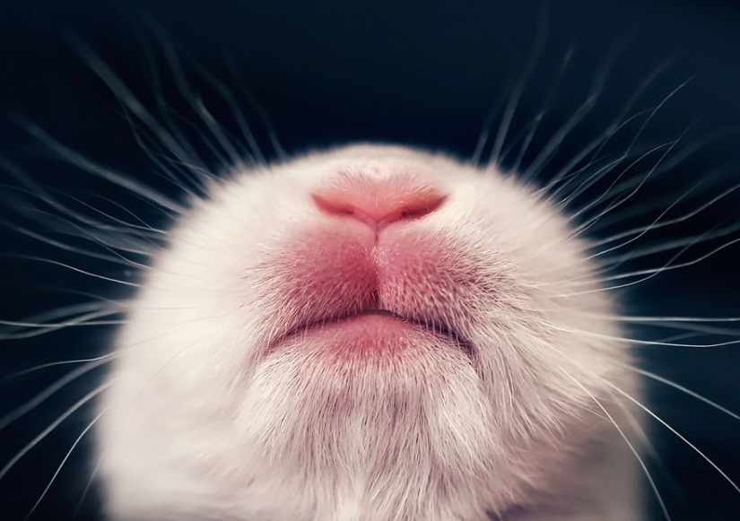 Be careful, the mimeter gap: a photo shoot of a newborn rabbit