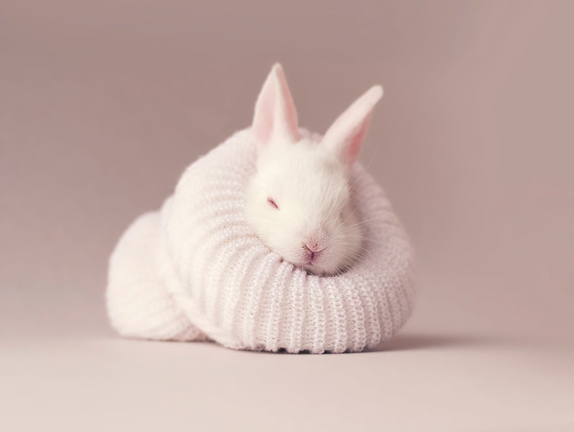 Be careful, the mimimeter gap: a photo shoot of a newborn rabbit