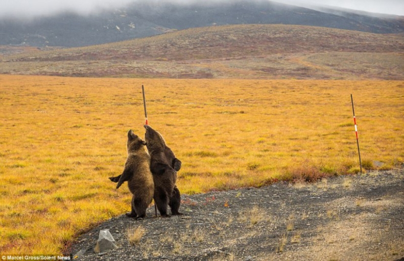Bears rub their backs: grizzlies found the perfect post on the side of the road to scratch