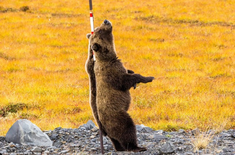 Bears rub their backs: grizzlies found the perfect post on the side of the road to scratch