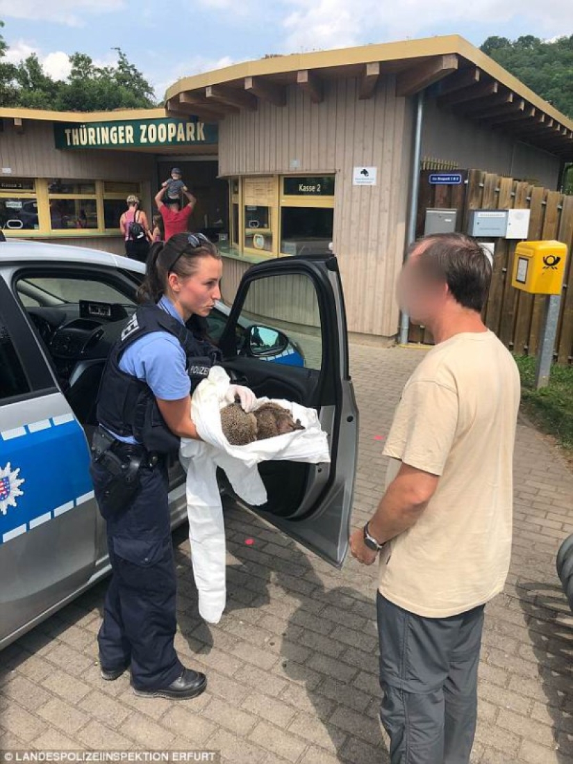 Beber erizo-dolor en la familia: en Alemania, dos erizos se salvaron de una resaca