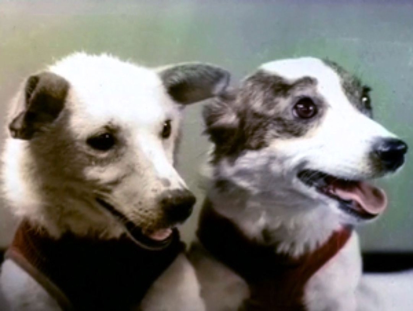 Belka, Strelka and the furry team: the story of the conquest of space by animals