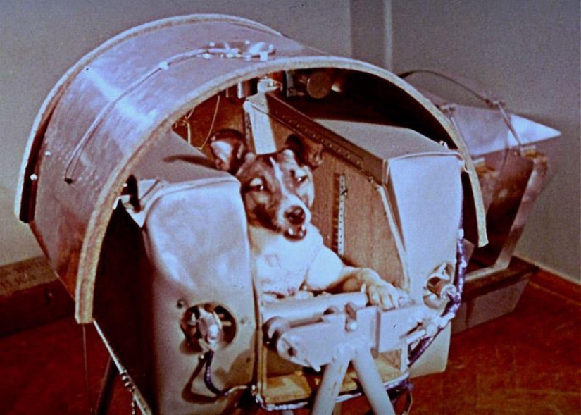 Belka, Strelka and the furry team: the story of the conquest of space by animals