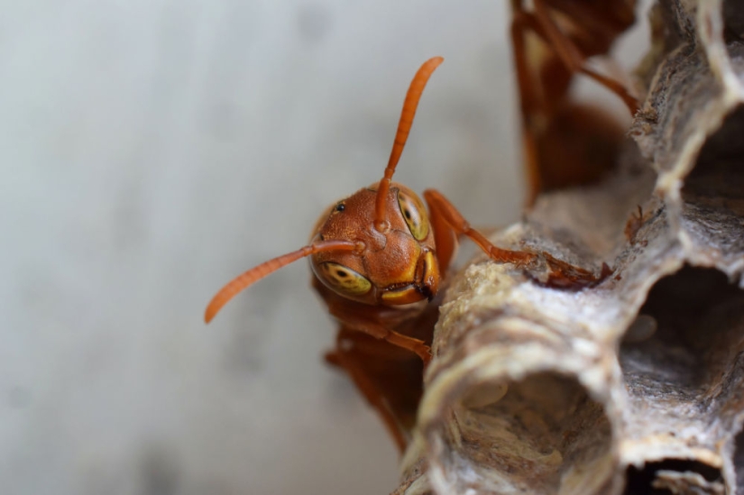 Best Scientific Photos of the Year: winners of the Royal Society Publishing Photography Competition 2019