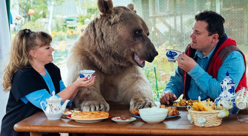 Big, plush, yours: the story of Stepan the bear, who lives in a Russian family