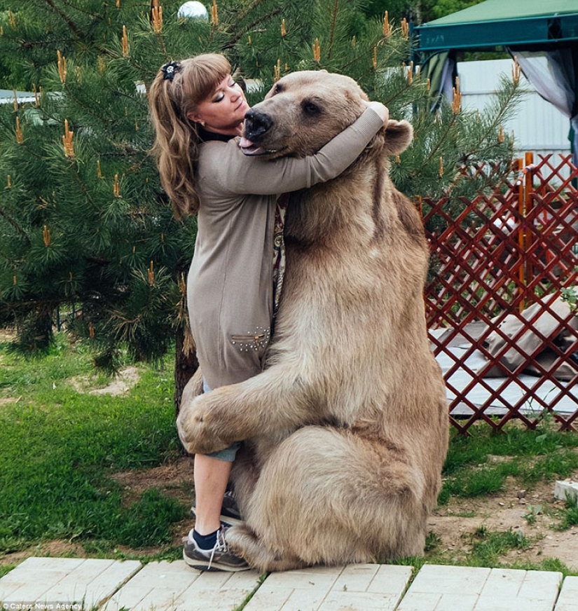 Big, plush, yours: the story of Stepan the bear, who lives in a Russian family