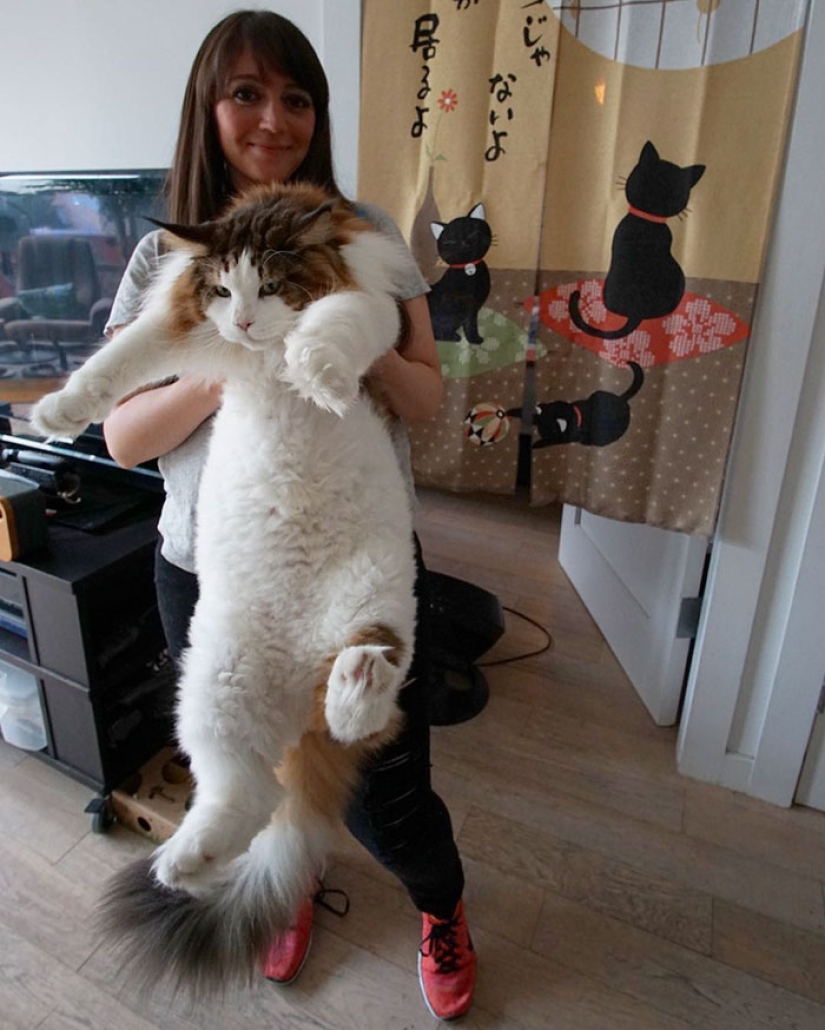 Biggest cat in New York