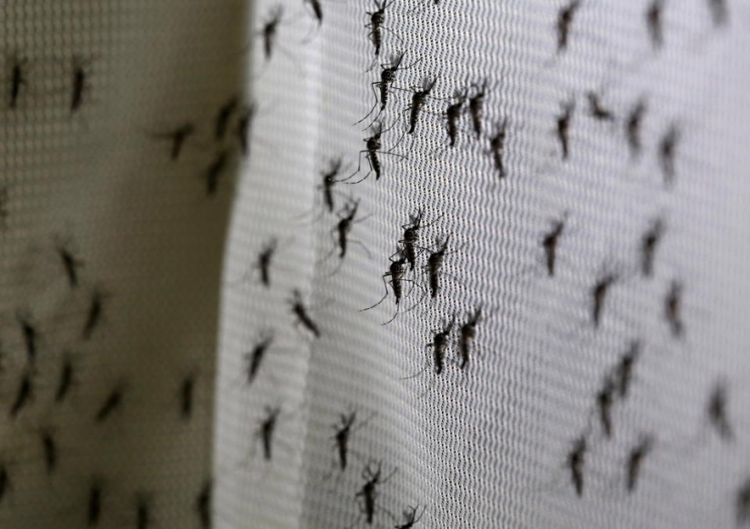 Bill Gates donated $4 million to create killer mosquitoes
