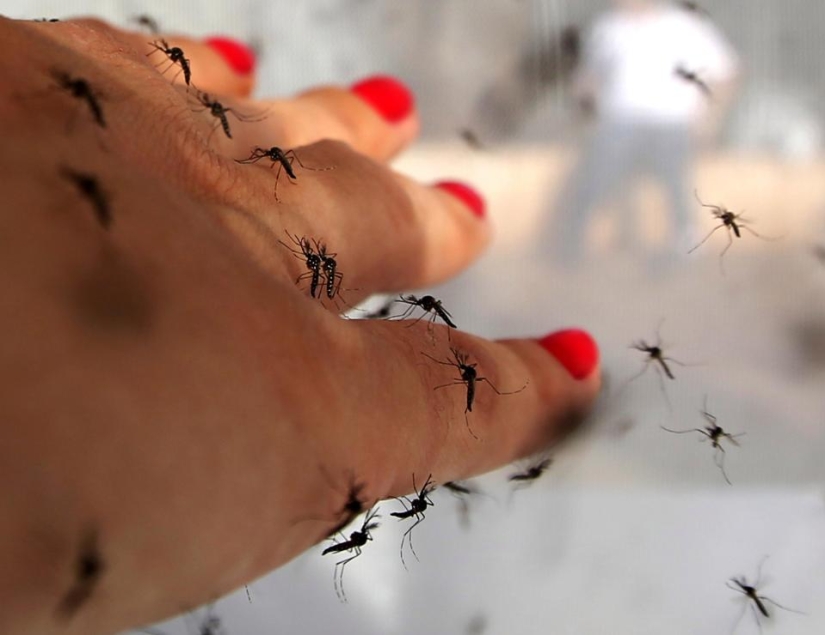 Bill Gates donated $4 million to create killer mosquitoes