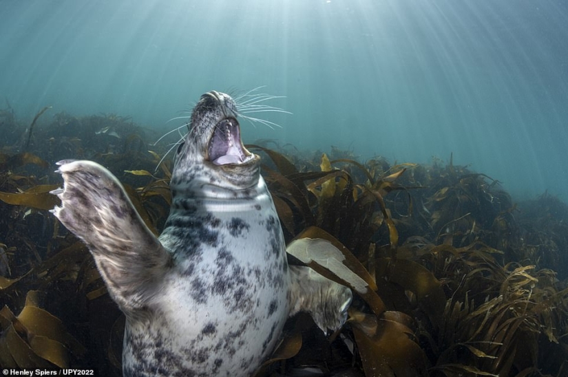 Bodybuilder Turtle, Creepy US Navy Shipwreck and Shattered Fish in Scotland: Incredible Winners of Underwater Photographer of the Year 2022