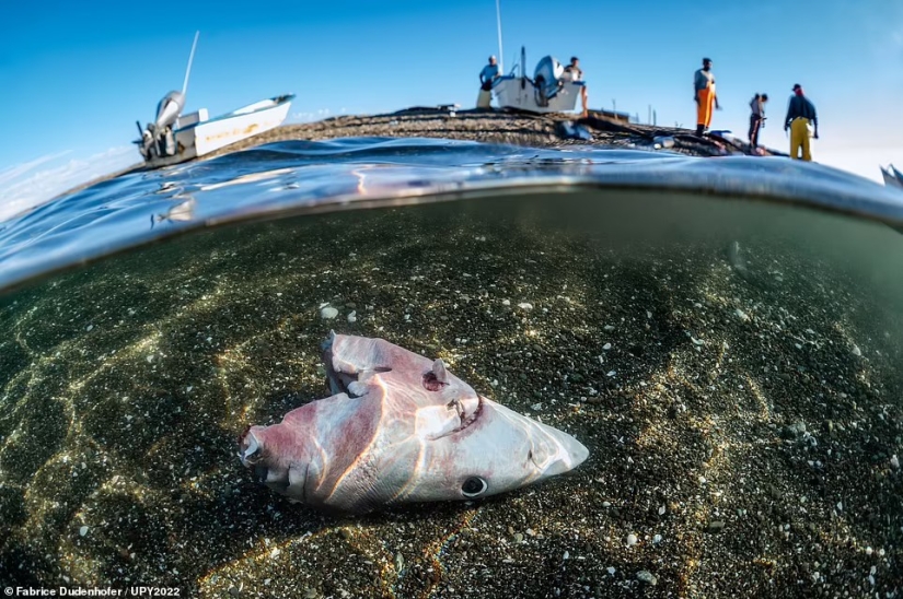 Bodybuilder Turtle, Creepy US Navy Shipwreck and Shattered Fish in Scotland: Incredible Winners of Underwater Photographer of the Year 2022