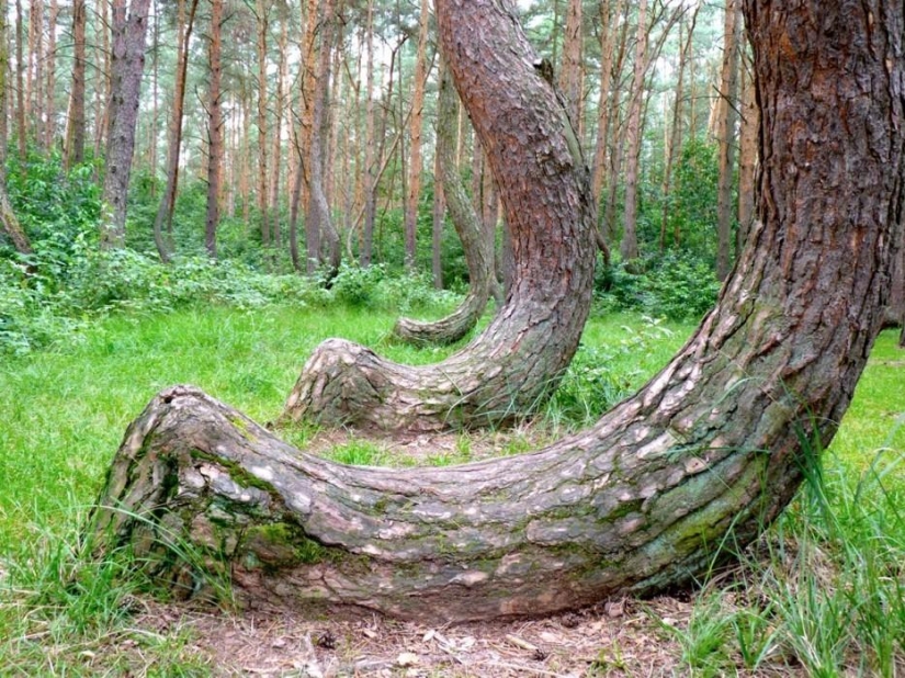 ¡Bosques de otro planeta!