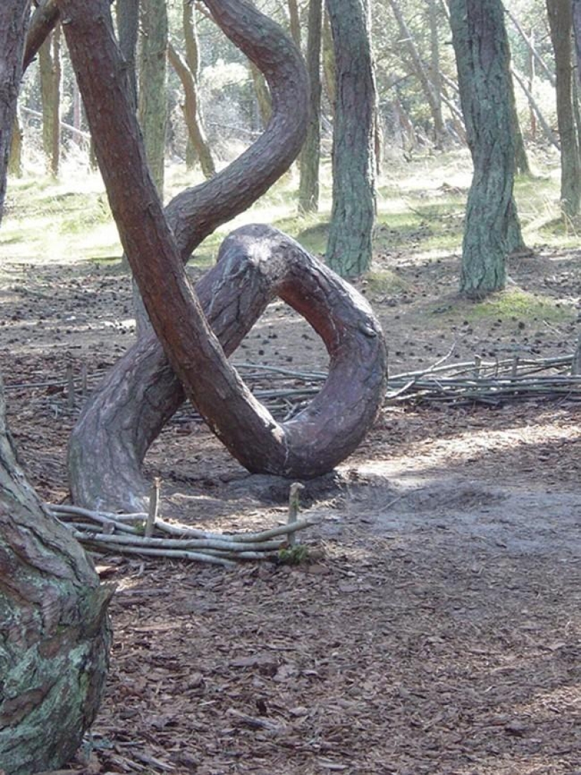 ¡Bosques de otro planeta!