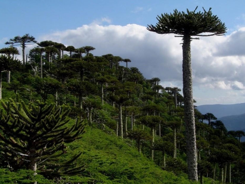 ¡Bosques de otro planeta!