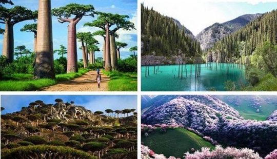 ¡Bosques de otro planeta!