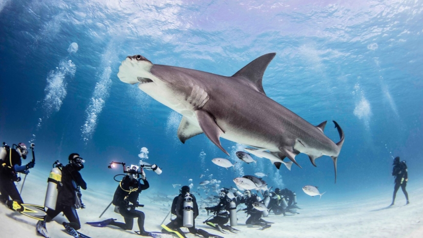 Brave divers feed a giant hammerhead shark, one of the most aggressive marine predators