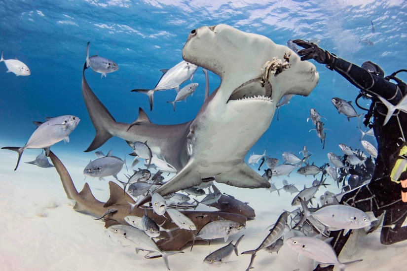 Brave divers feed a giant hammerhead shark, one of the most aggressive marine predators