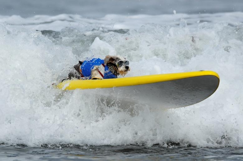 Brave dogs surfers