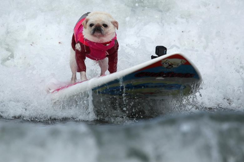 Brave dogs surfers