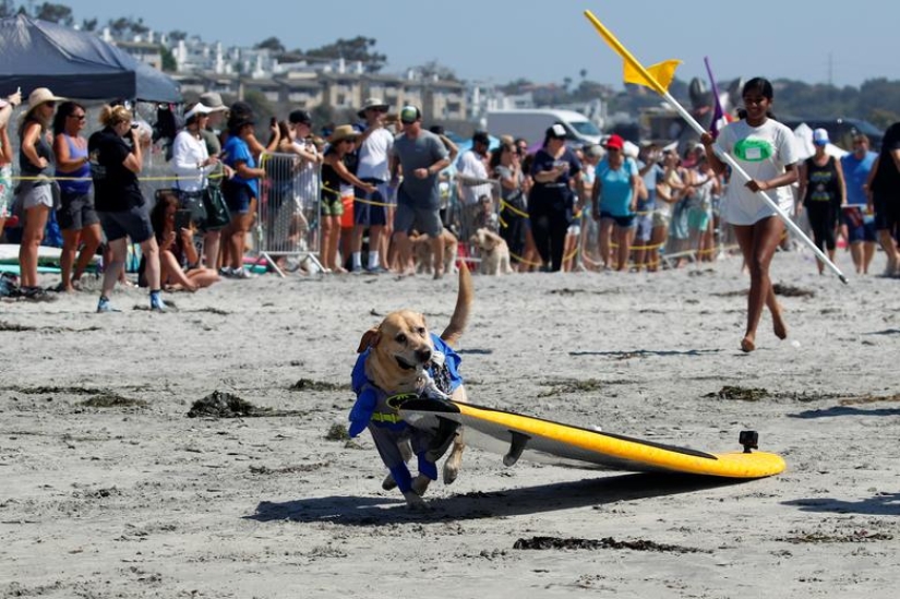 Brave dogs surfers