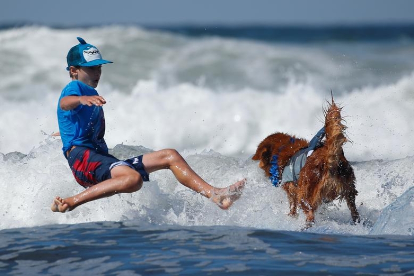 Brave dogs surfers