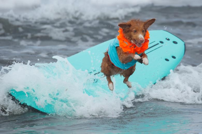 Brave dogs surfers