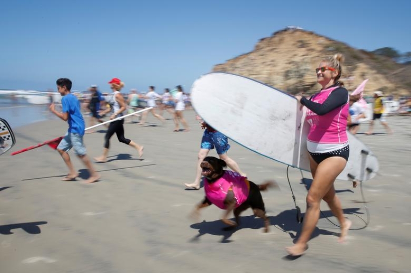 Brave dogs surfers